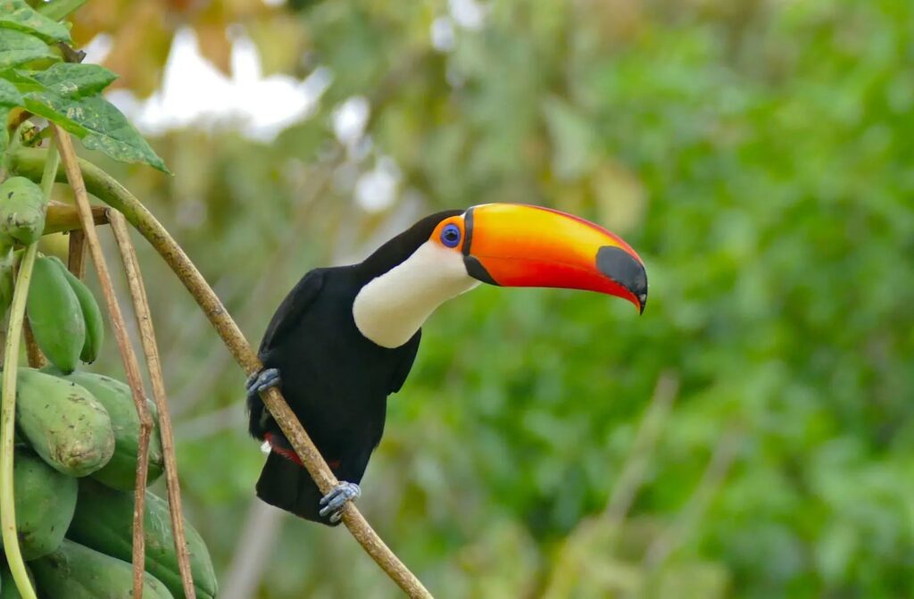 toco-toucan-ramphastos-toco-in-papaya-tree-carica-papaya2912442163842345169